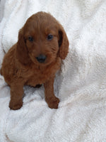 Mini Goldendoodle