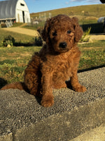 Mini Goldendoodle