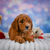 Mini Goldendoodle