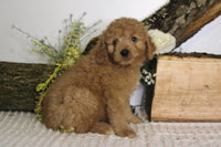 Mini Goldendoodle