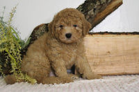 Mini Goldendoodle