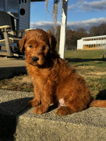  Mini Goldendoodle