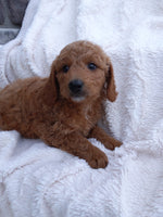 Mini Goldendoodle