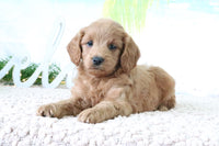 Mini Goldendoodle