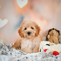 Mini Goldendoodle