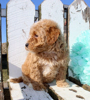 Mini Goldendoodle