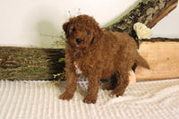 Mini Goldendoodle