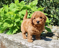 Mini Goldendoodle