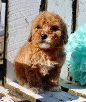 Mini Goldendoodle