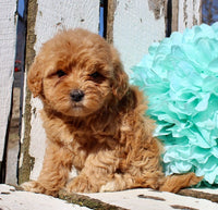 Mini Goldendoodle