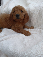 Mini Goldendoodle