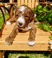 Mini Goldendoodle
