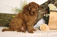 Mini Goldendoodle