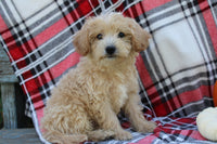 Mini Goldendoodle