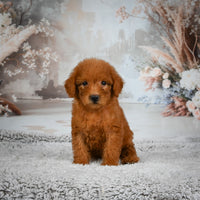 Mini Goldendoodle