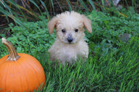 Mini Goldendoodle