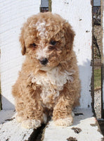 Mini Goldendoodle