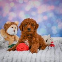 Mini Goldendoodle