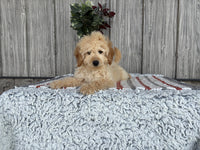 Mini Goldendoodle