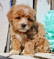 Mini Goldendoodle