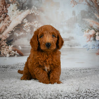 Mini Goldendoodle