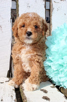 Mini Goldendoodle