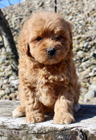 Mini Goldendoodle