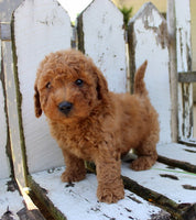 Mini Goldendoodle