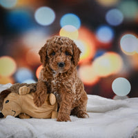 Mini Goldendoodle