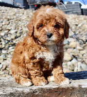 Mini Goldendoodle