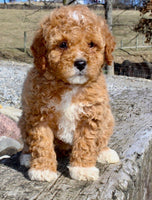 Mini Goldendoodle