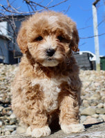 Mini Goldendoodle