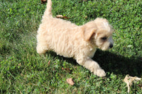 Mini Goldendoodle