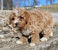 Mini Goldendoodle