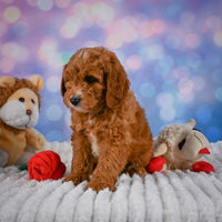 Mini Goldendoodle