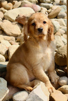Mini Golden Retriever