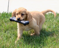 Mini Golden Retriever