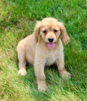 Mini Golden Retriever