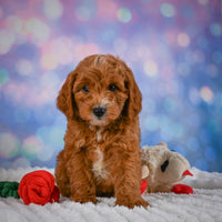 Mini Goldendoodle