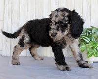 Mini Labradoodle