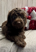 Mini Labradoodle