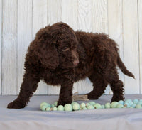 Mini Labradoodle