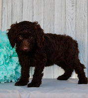 Mini Labradoodle