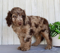 Mini Labradoodle