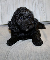 Mini Labradoodle
