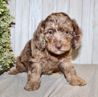 Mini Labradoodle