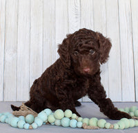 Mini Labradoodle