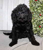 Mini Labradoodle