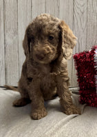 Mini Labradoodle