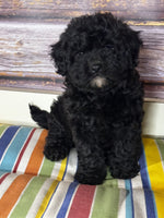  Mini Labradoodle